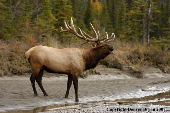 Rocky Mountain Elk bugling