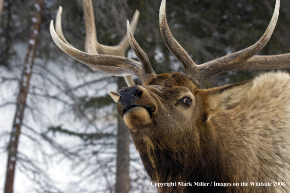 Rocky Mountain Elk in habitat