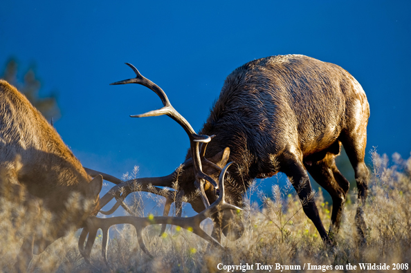 Bull Elk fighting