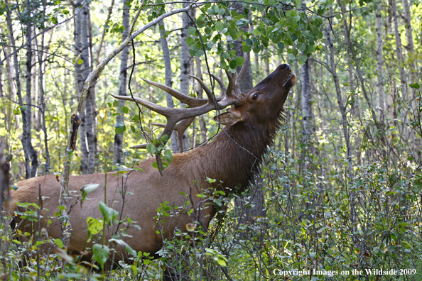 Rocky Mountain Bull Elk