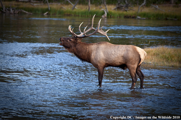 Rocky Mountain Bull Elk in habitat. 