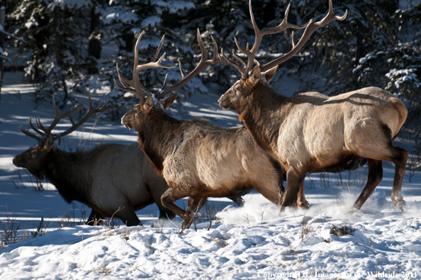 Rocky Mountain elk in habitat. 