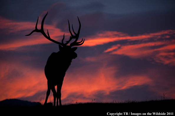 Rocky Mountain bull elk at sunset. 