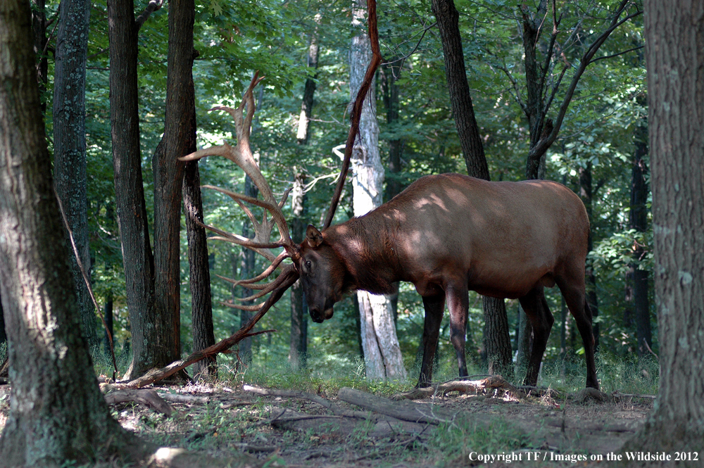 Rock Mountain Elk rubbing branch. 