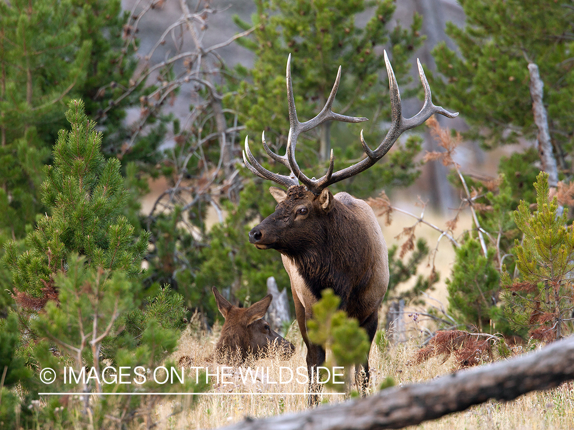 Rocky Mountain Elk in habitat.