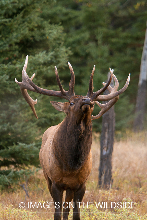 Rocky Mountain Bull Elk in habitat.