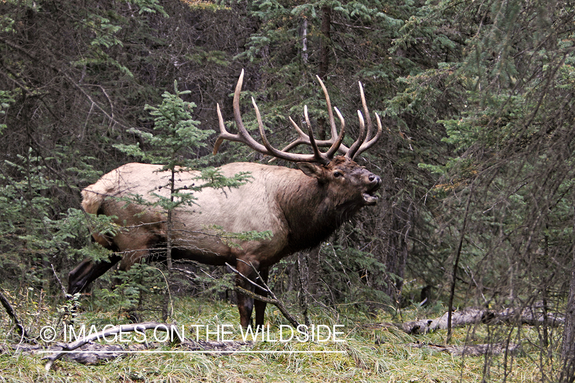 Rocky Mountain Bull Elk bugling in habitat.