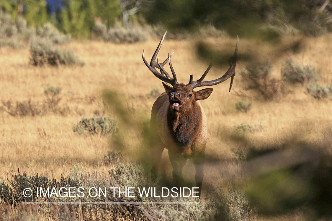 Rocky Mountain Bull Elk bugling in habitat.