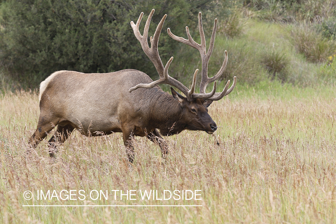 Bull elk in velvet.