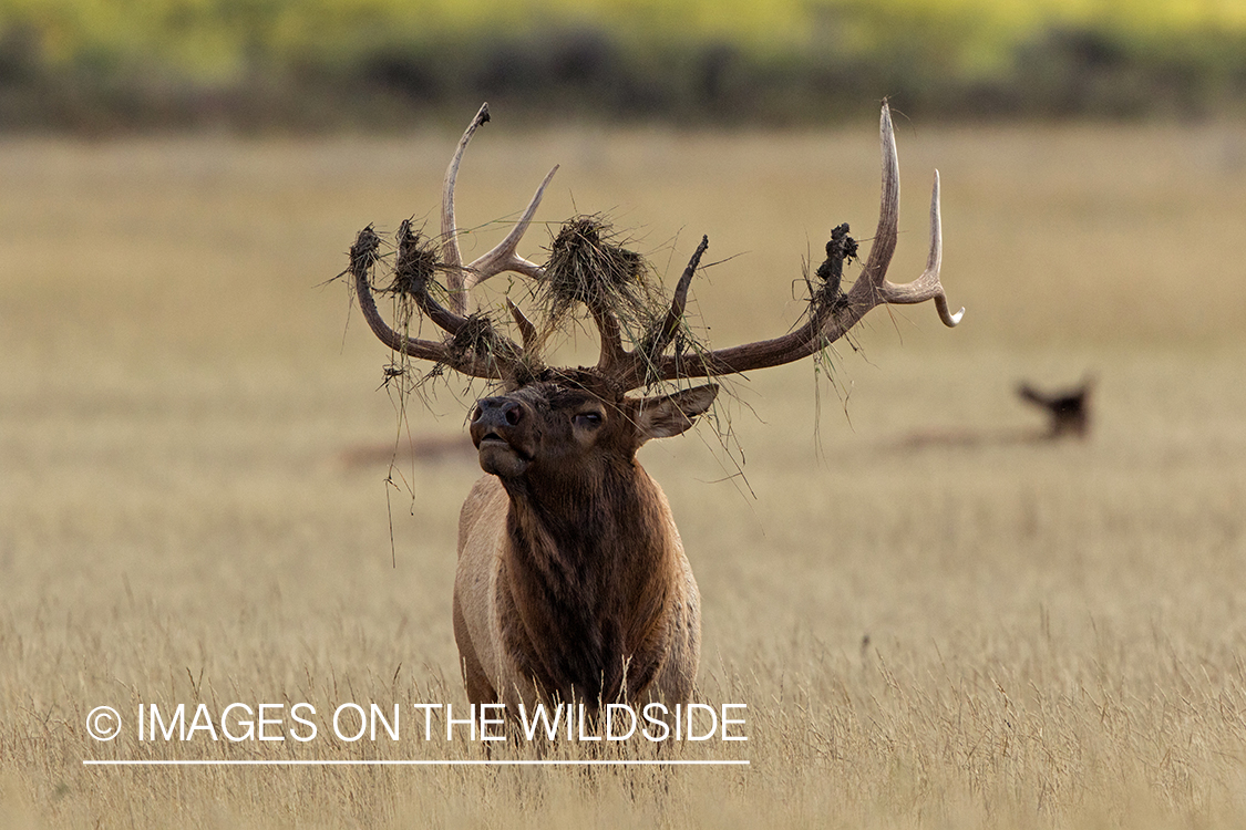 Bull elk in field.