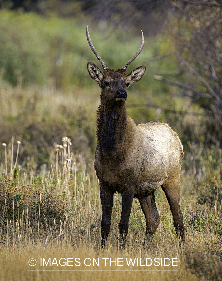 Young bull elk in habitat.