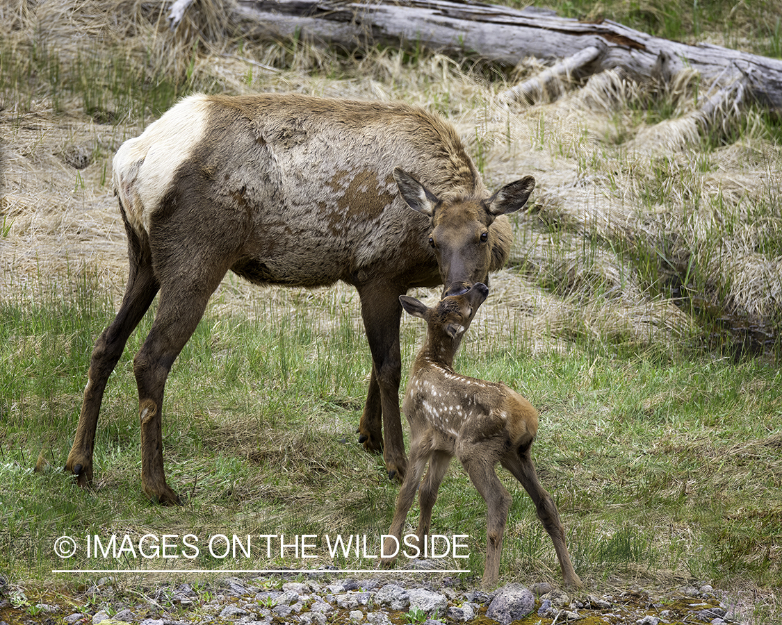 Cow elk with calf.