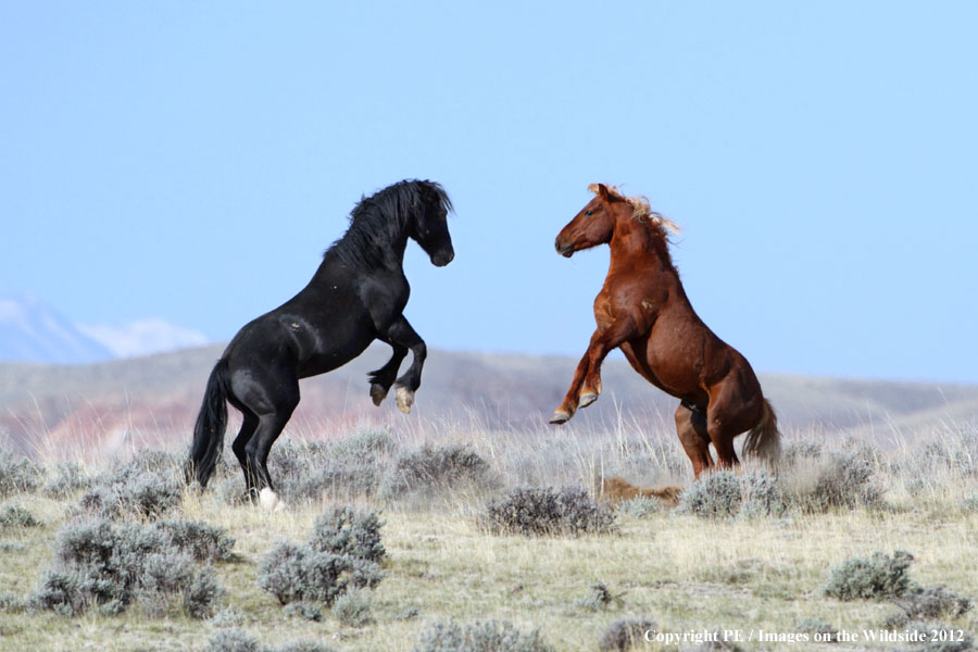 Wild Horses fighting in habitat.