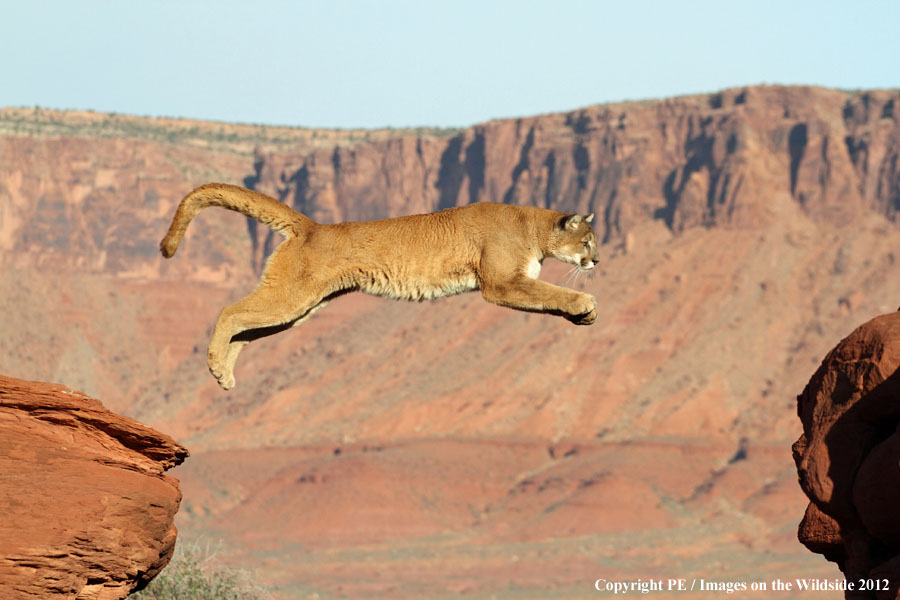 Mountain Lion jumping gap.