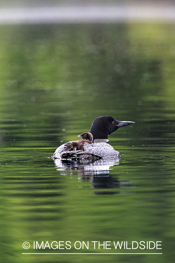 Loon carrying her chicks.