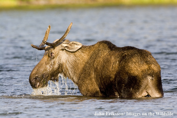 Close-up of Shiras bull moose in lake.