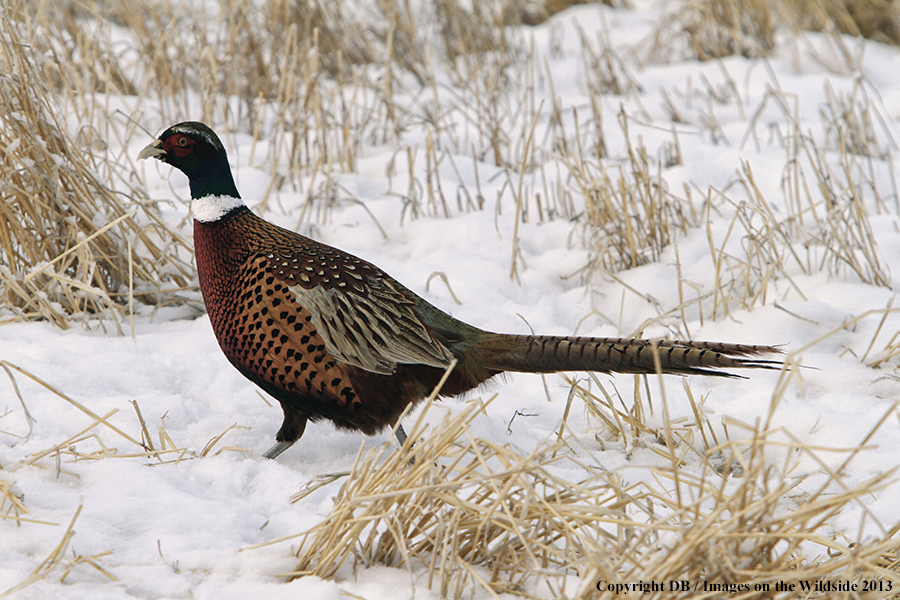 Ring-necked pheasant in field.