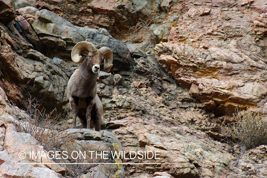 Rocky mountain bighorn sheep ram in habitat.