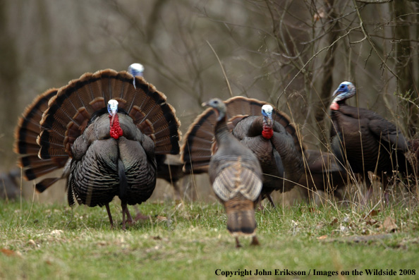 Eastern Wild Turkeys