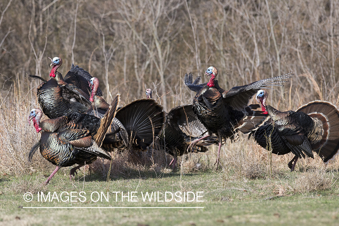 Eastern Wild Turkey toms fighting in habitat.