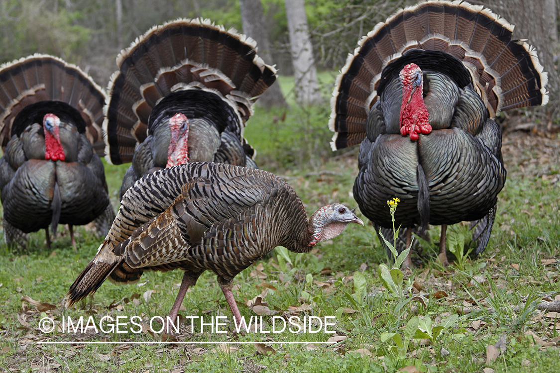 Rio grande turkey gobblers attending hen during spring.