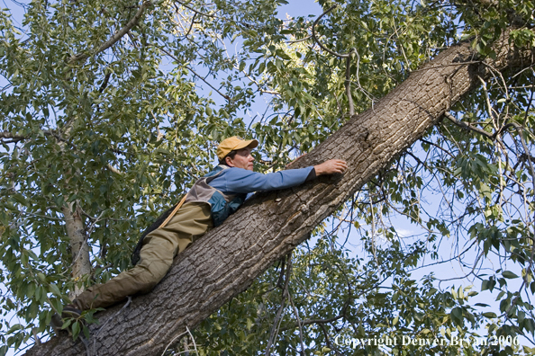 Flyfisherman undoing a snag.