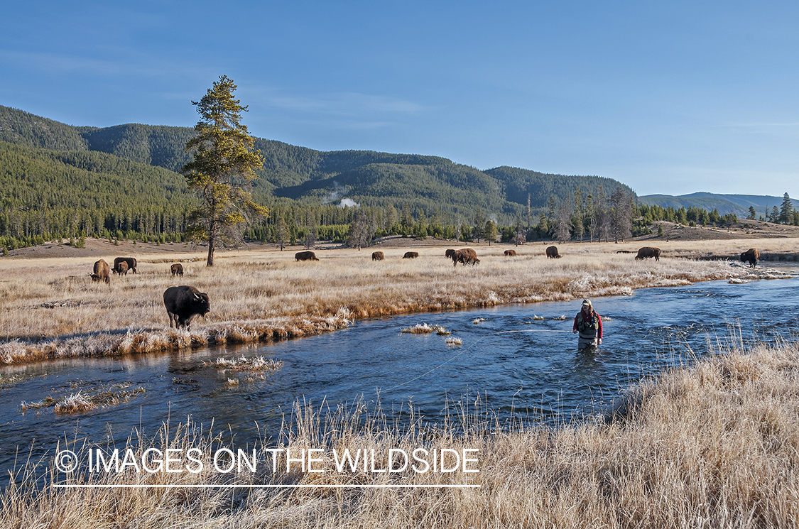 Flyfisherman on Gibbon River in Yellowstone.