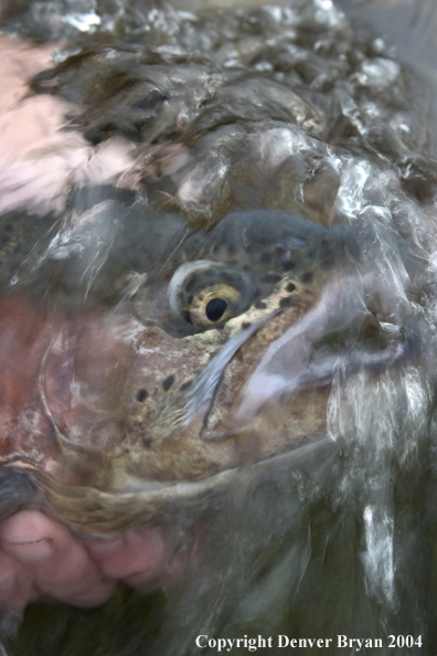 Close-up of Rainbow trout being released.