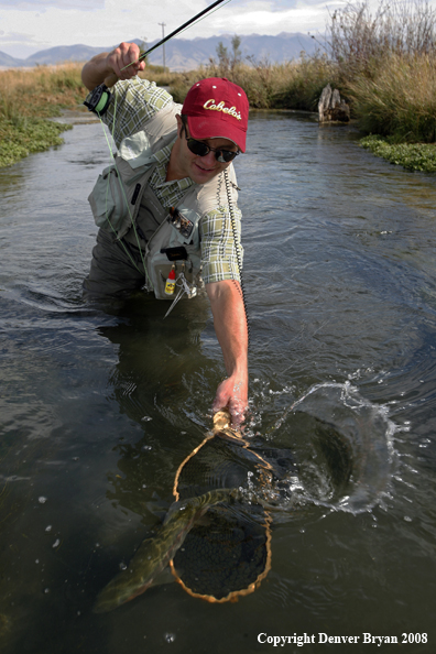 Flyfisherman landing Rainbow Trout