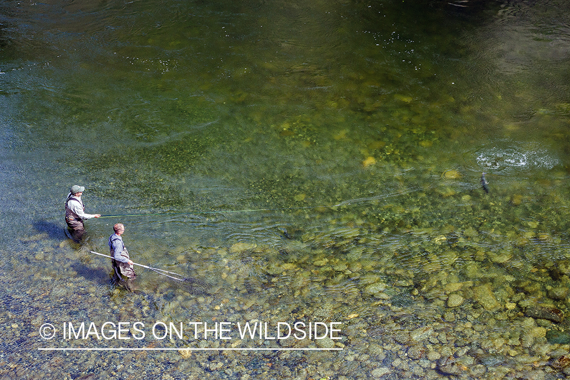 Flyfisherman with guide fighting salmon.