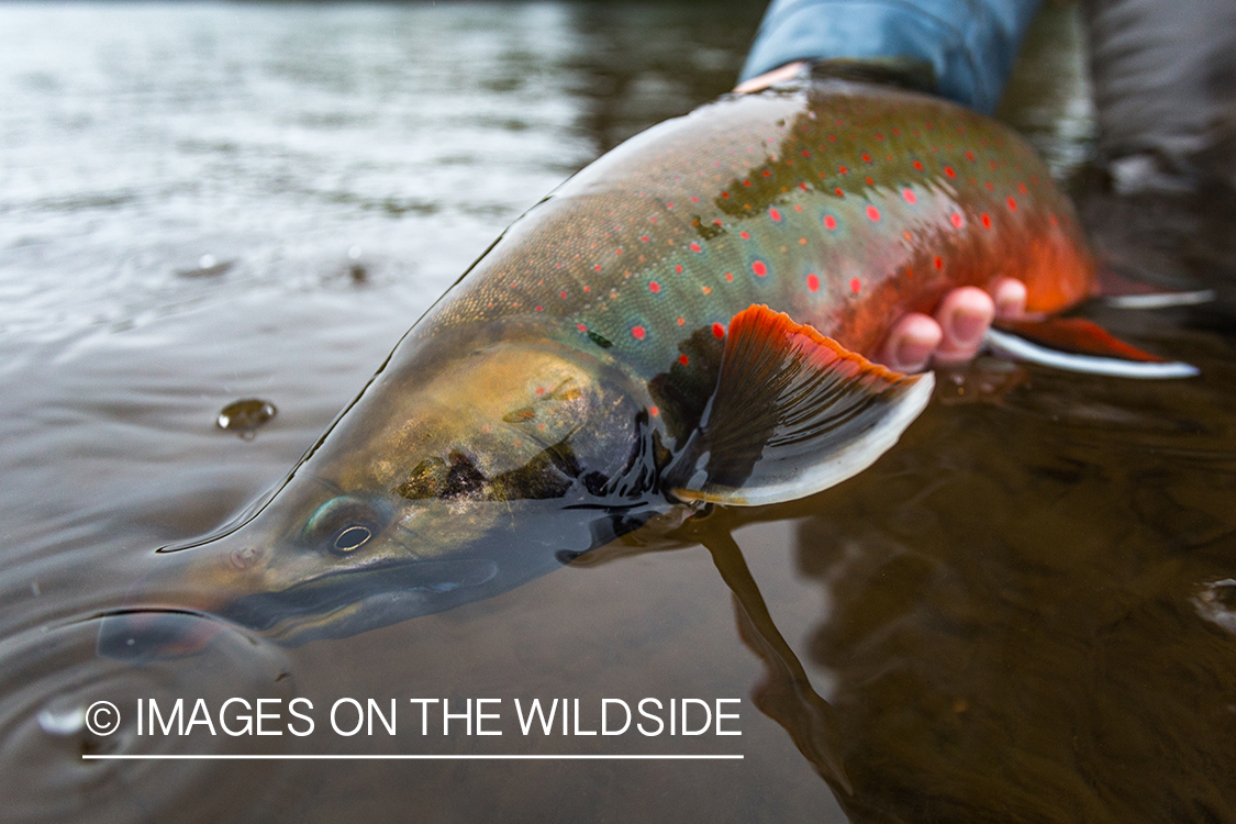 Dolly Varden. Nushagak River, Alaska.