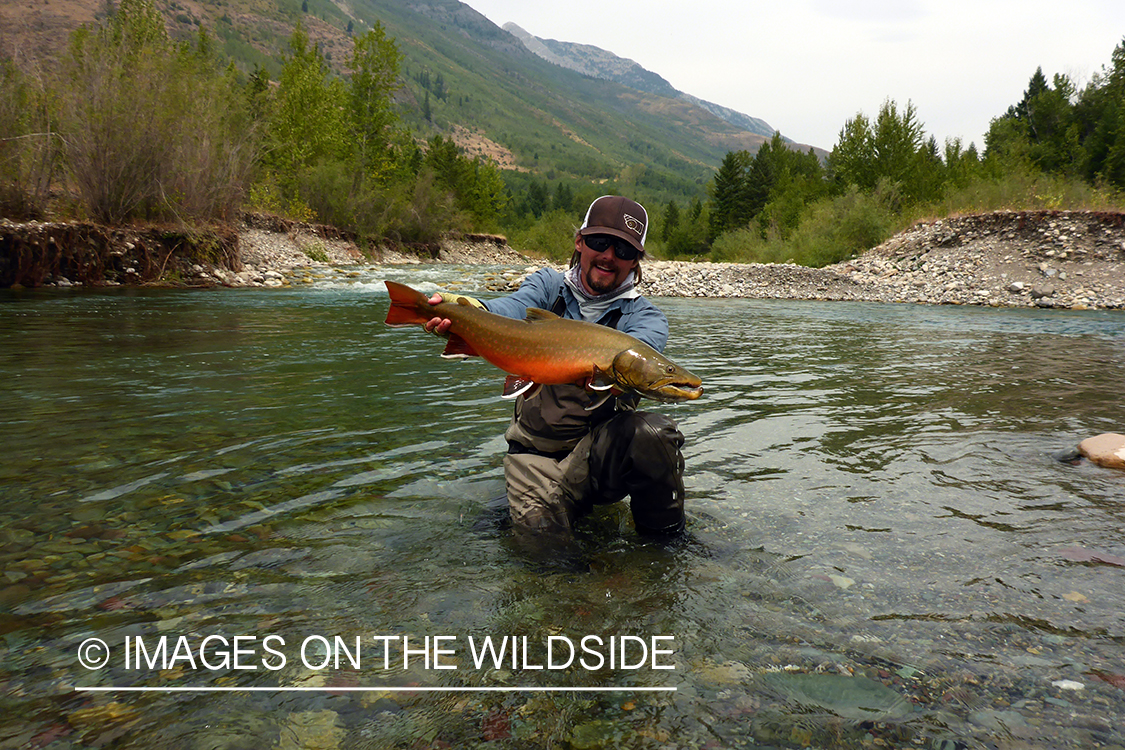 Flyfisherman releasing bull trout.