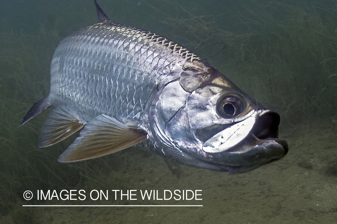 Tarpon in ocean.