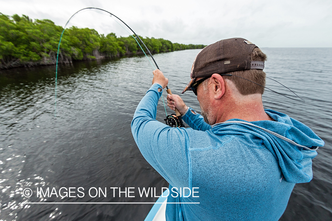 Flyfisherman landing tarpon.