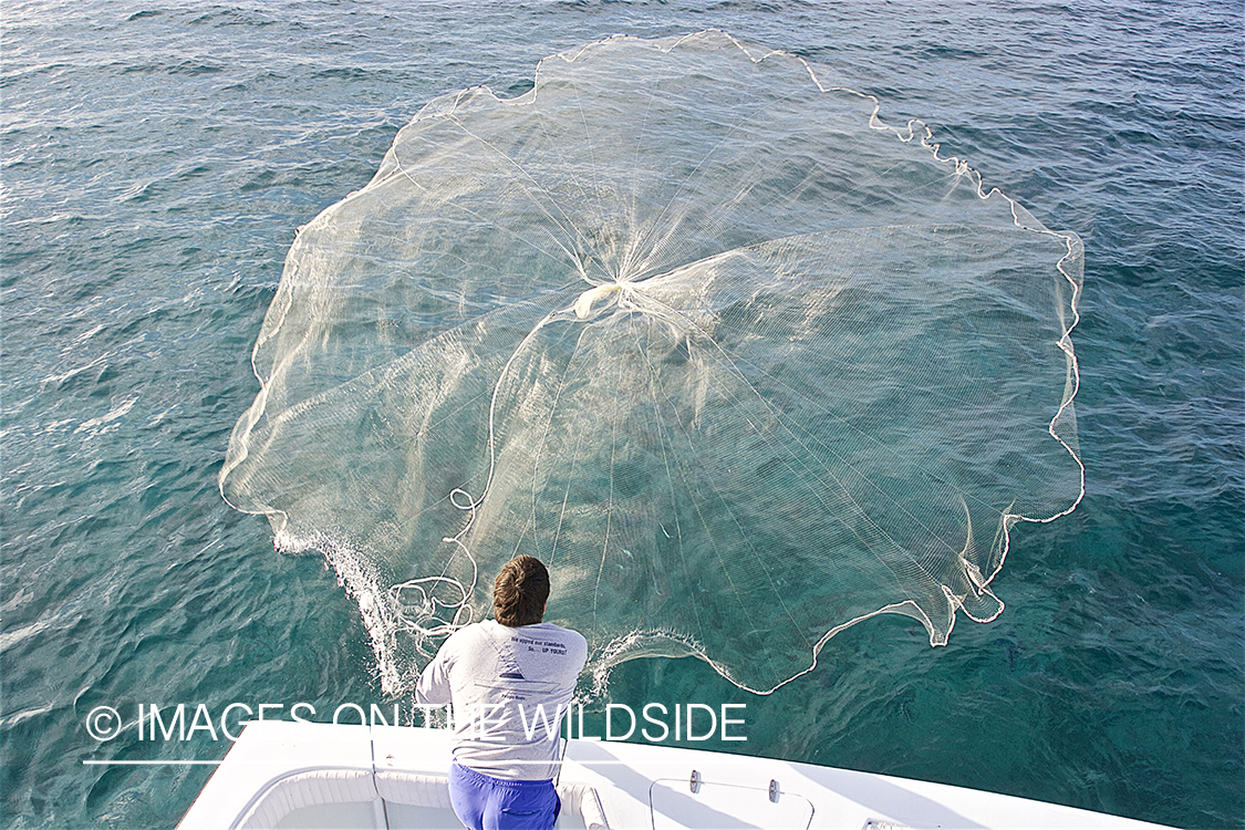 Fisherman casting net for bait fish.