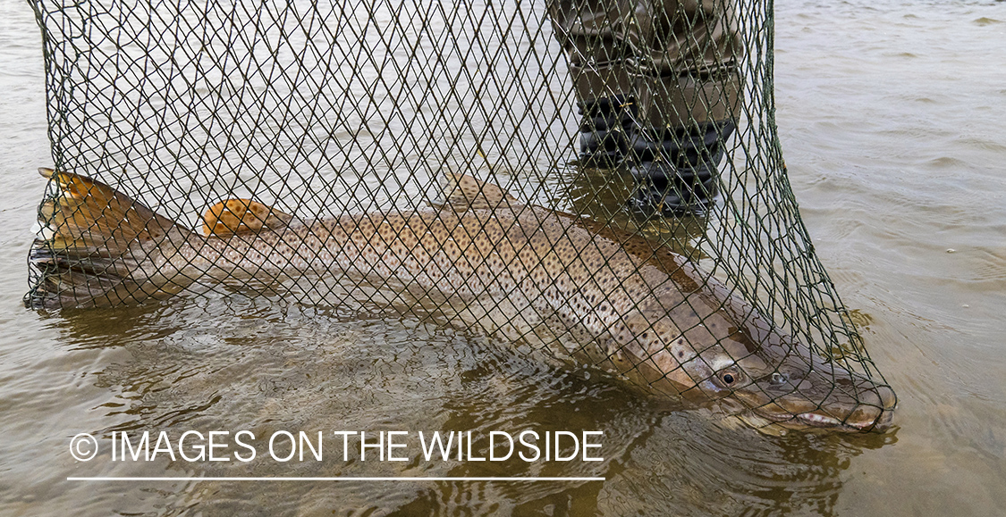 Sea run brown trout in net.