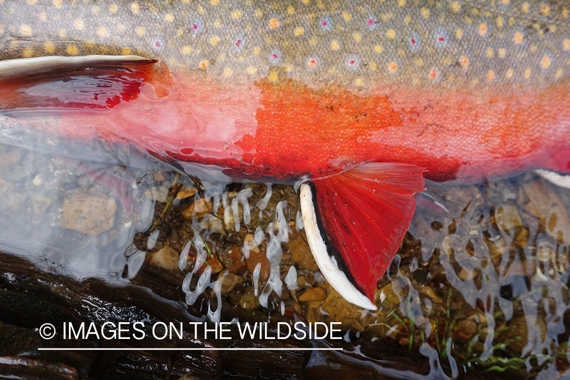 Close up of brook trout fin.