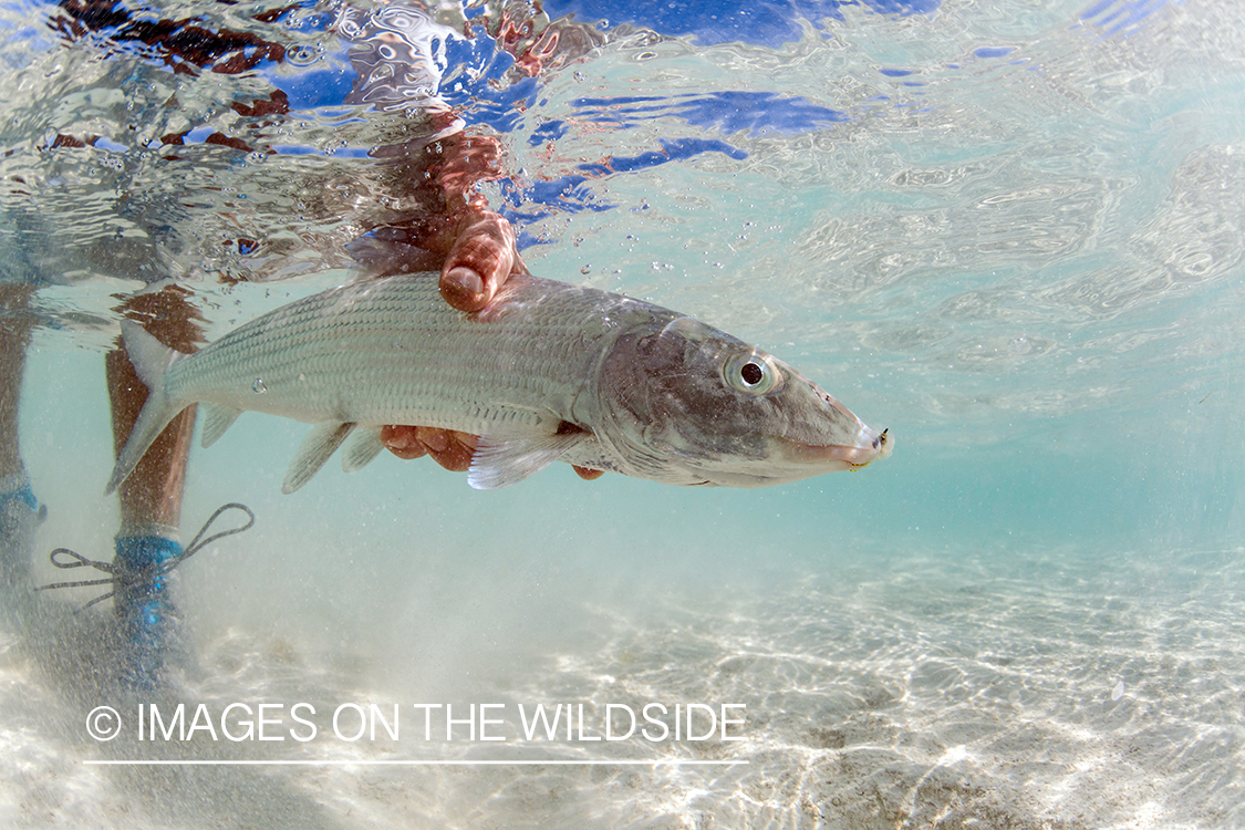 Flyfisherman releasing Bonefish.