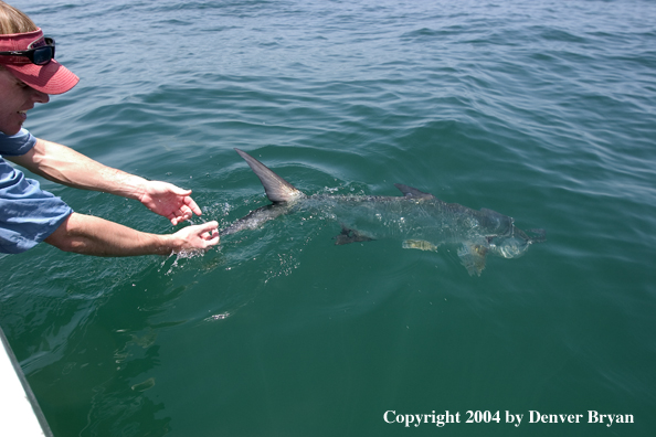 Flyfisherman releasing tarpon 