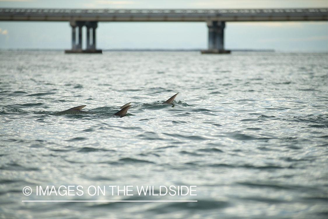 School of tarpon rolling in Florida Keys.