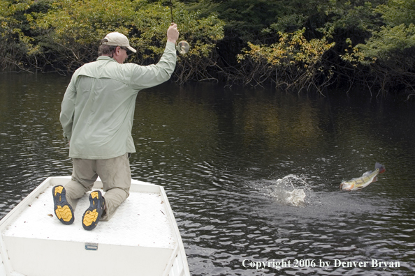 Fisherman catching Peacock Bass