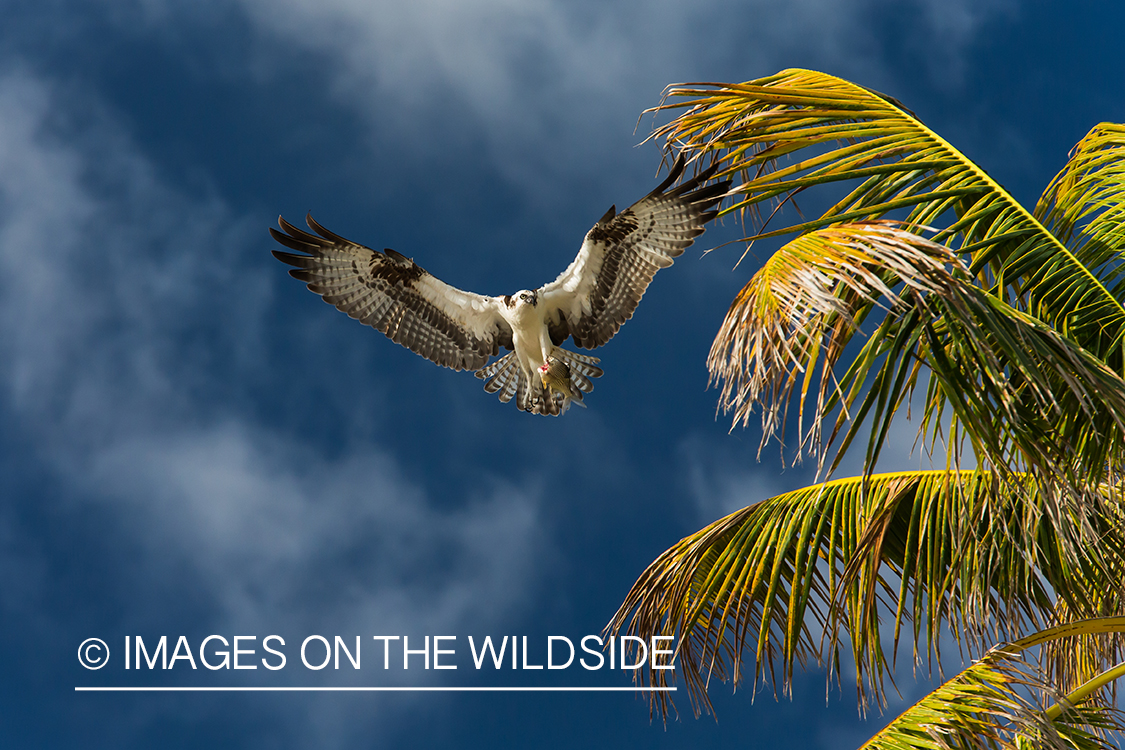 Osprey in flight.