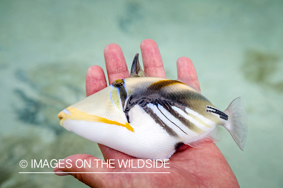 Triggerfish species. 