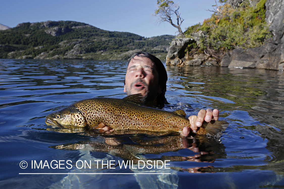 Flyfisherman recovering brown trout from underwater snag.