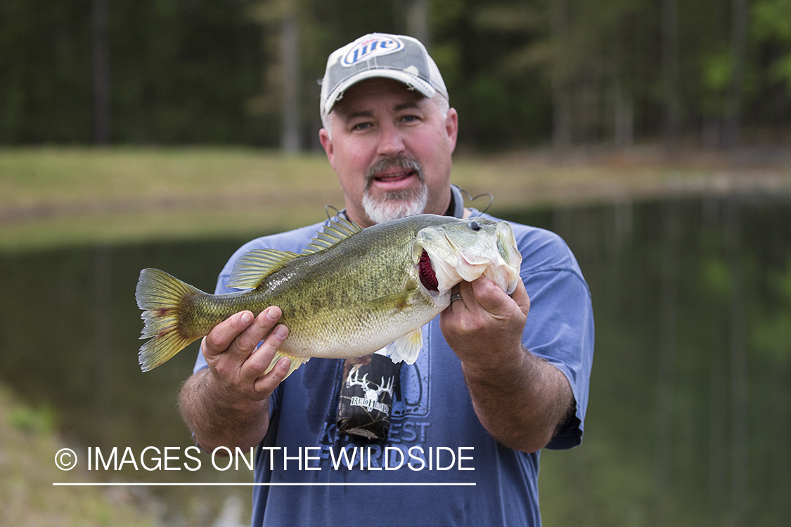 Fisherman with Largemouth Bass.