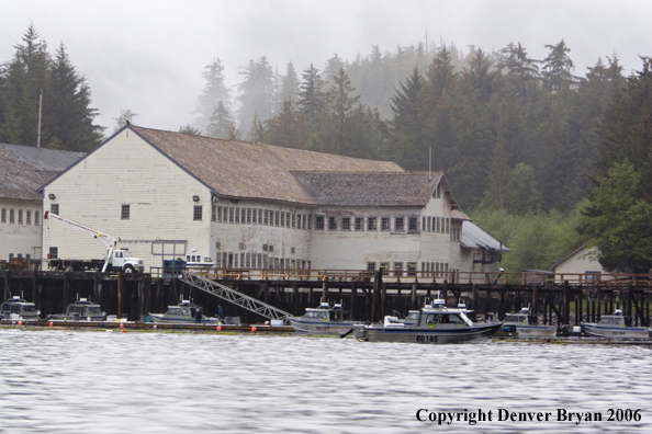 Fishing boats at the dock.  (Alaska/Canada)