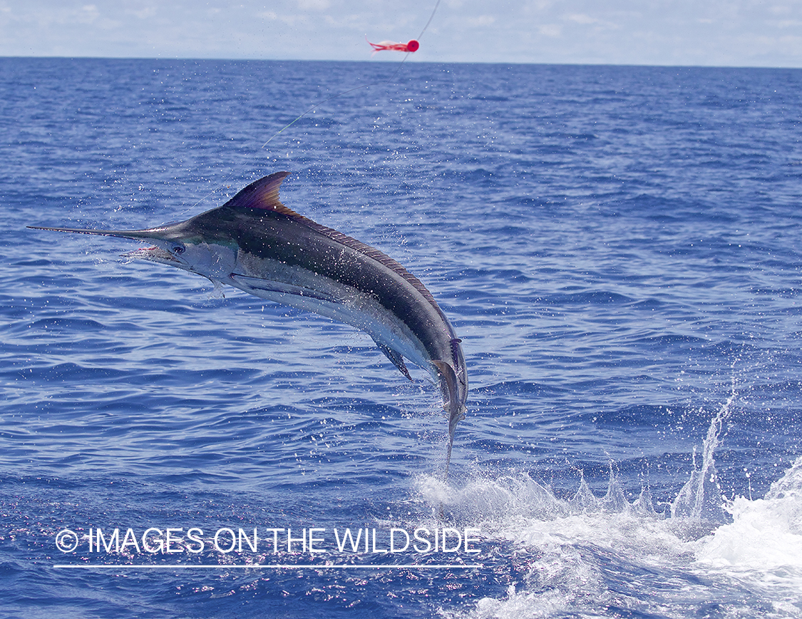 Marlin (blue) jumping.