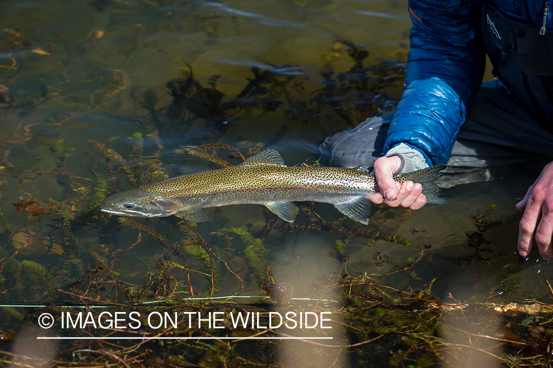 Woman fly fishing guide(Marcela Appelhanz) on stream.