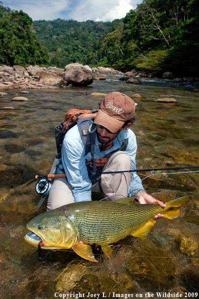 Flyfisherman with Golden Dorado