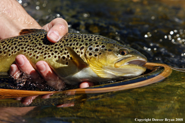 Brown Trout in habitat